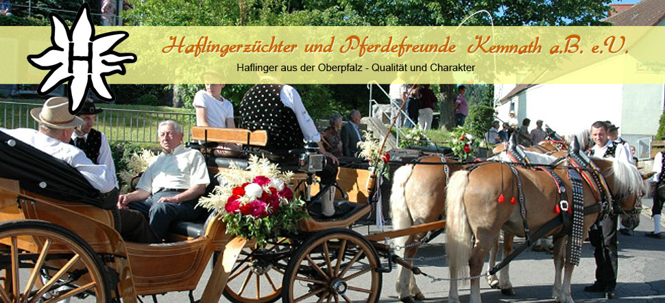 Haflinger Oberpfalz