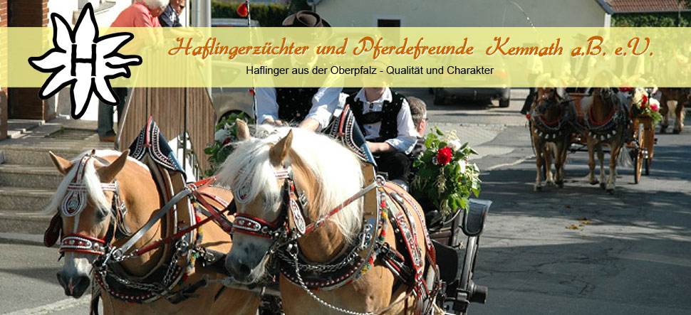 Haflinger Oberpfalz